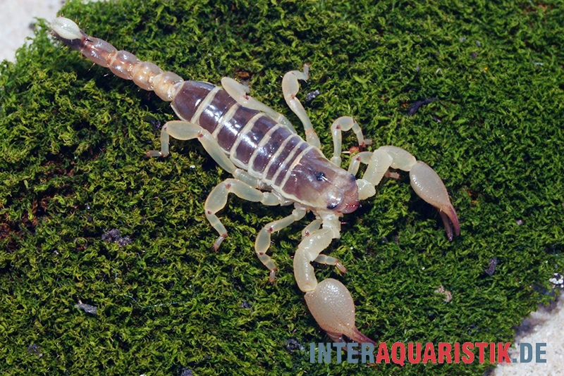 Maurischer Skorpion, Scorpio maurus Maurischer Skorpion, Scorpio Maurus -Zoofachgeschäft Maurischer Skorpion Scorpio maurus 2