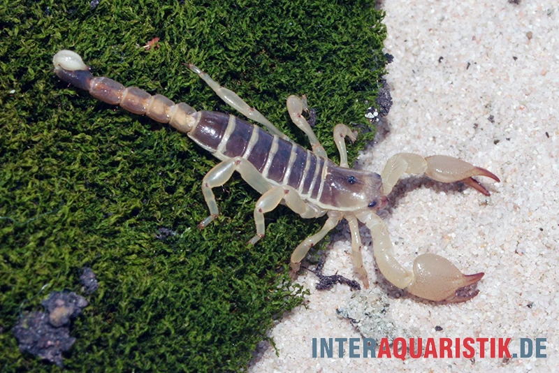 Maurischer Skorpion, Scorpio maurus Maurischer Skorpion, Scorpio Maurus -Zoofachgeschäft Maurischer Skorpion Scorpio maurus 3