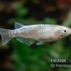 Medaka Linguang, Oryzias Latipes -Zoofachgeschäft Medaka Linguang Oryzias latipes 1