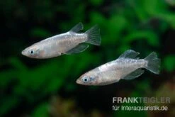 Medaka Linguang, Oryzias Latipes -Zoofachgeschäft Medaka Linguang Oryzias latipes 2