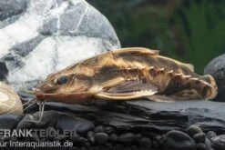 Schneckendornwels, Megalodoras Irwini (Megalodoras Uranoscopus)