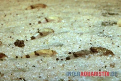 Megistus-Wels, Ernstichthys Megistus -Zoofachgeschäft Megistus Wels Ernstichthys megistus 2