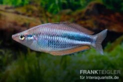 Dansari-River-Regenbogenfisch, Melanotaenia Affinis "Dansari River", 5 Tiere 4 Dansari-River-Regenbogenfisch, Melanotaenia Affinis "Dansari River", 5 Tiere -Zoofachgeschäft Melanotaenia affinis Dansari River 12