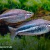 Dansari-River-Regenbogenfisch, Melanotaenia Affinis "Dansari River", 5 Tiere 1 Dansari-River-Regenbogenfisch, Melanotaenia Affinis "Dansari River", 5 Tiere -Zoofachgeschäft Melanotaenia affinis Dansari River 3