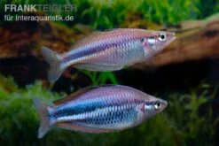 Dansari-River-Regenbogenfisch, Melanotaenia Affinis "Dansari River", 5 Tiere 3 Dansari-River-Regenbogenfisch, Melanotaenia Affinis "Dansari River", 5 Tiere -Zoofachgeschäft Melanotaenia affinis Dansari River 9