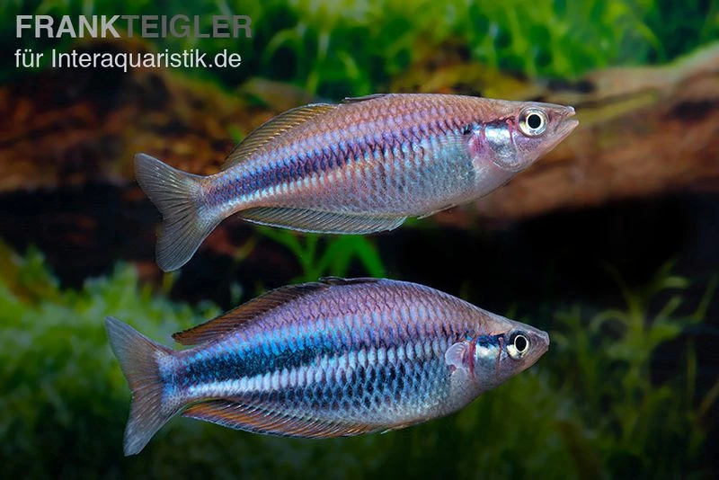 Dansari-River-Regenbogenfisch, Melanotaenia affinis "Dansari River", 5 Tiere Dansari-River-Regenbogenfisch, Melanotaenia Affinis "Dansari River", 5 Tiere -Zoofachgeschäft Melanotaenia affinis Dansari River 9