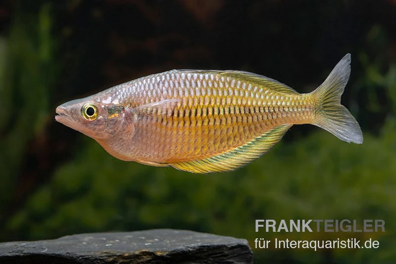 Sorong-Regenbogenfisch, Melanotaenia fredericki Wild, 5 Tiere Sorong-Regenbogenfisch, Melanotaenia Fredericki Wild, 5 Tiere -Zoofachgeschäft Melanotaenia fredericki Wild 12