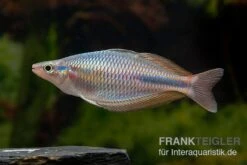 Goldie-Fluss-Regenbogenfisch, Melanotaenia Goldiei, 5 Tiere 3 Goldie-Fluss-Regenbogenfisch, Melanotaenia Goldiei, 5 Tiere -Zoofachgeschäft Melanotaenia goldiei 13