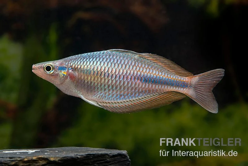 Goldie-Fluss-Regenbogenfisch, Melanotaenia goldiei, 5 Tiere Goldie-Fluss-Regenbogenfisch, Melanotaenia Goldiei, 5 Tiere -Zoofachgeschäft Melanotaenia goldiei 13