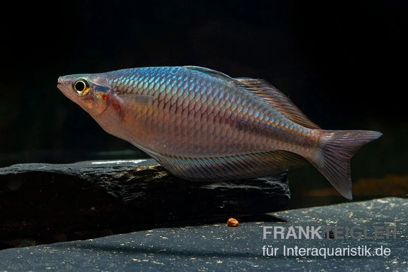Goldie-Fluss-Regenbogenfisch, Melanotaenia goldiei, 5 Tiere Goldie-Fluss-Regenbogenfisch, Melanotaenia Goldiei, 5 Tiere -Zoofachgeschäft Melanotaenia goldiei 22