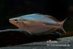 Goldie-Fluss-Regenbogenfisch, Melanotaenia Goldiei, 5 Tiere 5 Goldie-Fluss-Regenbogenfisch, Melanotaenia Goldiei, 5 Tiere -Zoofachgeschäft Melanotaenia goldiei 23