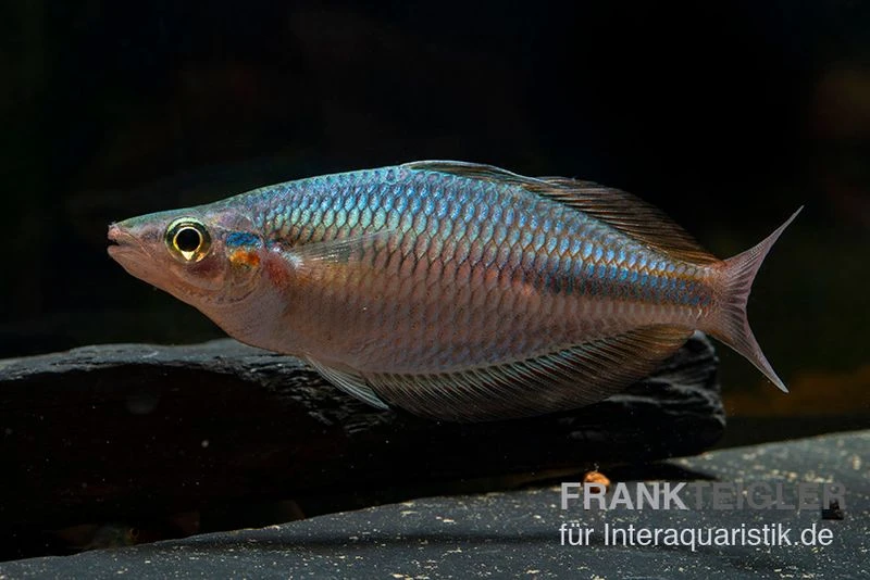 Goldie-Fluss-Regenbogenfisch, Melanotaenia goldiei, 5 Tiere Goldie-Fluss-Regenbogenfisch, Melanotaenia Goldiei, 5 Tiere -Zoofachgeschäft Melanotaenia goldiei 23