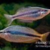 Coen-River-Regenbogenfisch, Melanotaenia Trifasciata "Coen River" 5 Tiere -Zoofachgeschäft Melanotaenia trifasciata Coen River 21