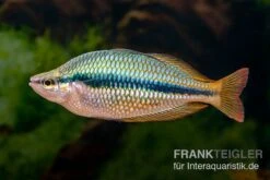 Coen-River-Regenbogenfisch, Melanotaenia Trifasciata "Coen River" 5 Tiere -Zoofachgeschäft Melanotaenia trifasciata Coen River 29