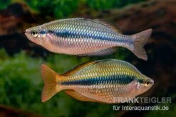 Coen-River-Regenbogenfisch, Melanotaenia Trifasciata "Coen River" 5 Tiere -Zoofachgeschäft Melanotaenia trifasciata Coen River 33