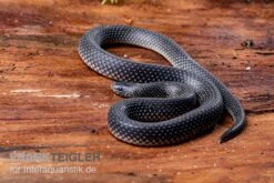 Meleagris-Schlange, Prosymna Meleagris -Zoofachgeschäft Meleagris Schlange Prosymna meleagris 03