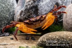 Melonenkrabbe, Thaksinthelphusa Yongchindaratae -Zoofachgeschäft Melonenkrabbe Thaksinthelphusa yongchindaratae 3