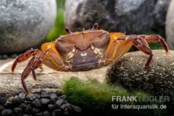 Melonenkrabbe, Thaksinthelphusa Yongchindaratae -Zoofachgeschäft Melonenkrabbe Thaksinthelphusa yongchindaratae 7