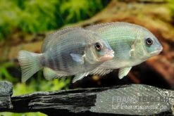 Menarambo-Buntbarsch, Paretroplus Menarambo -Zoofachgeschäft Menarambo Buntbarsch Paretroplus menarambo 1