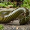 Green-Striped-Millipede, Spirostreptus Spec. 1 Green-Striped-Millipede, Spirostreptus Spec. -Zoofachgeschäft Millipede green striped