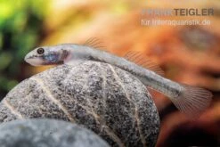 Mindanaoensis-Grundel, Lentipes Mindanaoensis, 1 Paar -Zoofachgeschäft Mindanaoensis Grundel Lentipes mindanaoensis female 1