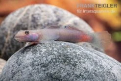 Mindanaoensis-Grundel, Lentipes Mindanaoensis, 1 Paar -Zoofachgeschäft Mindanaoensis Grundel Lentipes mindanaoensis male 2