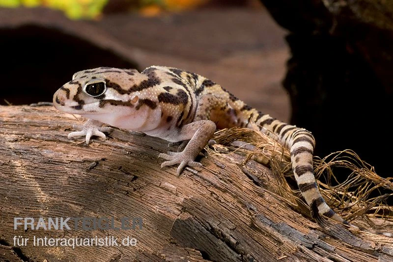Mittelamerikanischer Krallengecko, Coleonyx mitratus Mittelamerikanischer Krallengecko, Coleonyx Mitratus -Zoofachgeschäft Mittelamerikanischer Krallengecko Coleonyx mitratus 1