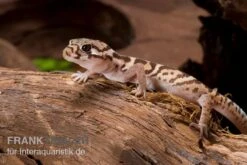 Mittelamerikanischer Krallengecko, Coleonyx Mitratus 3 Mittelamerikanischer Krallengecko, Coleonyx Mitratus -Zoofachgeschäft Mittelamerikanischer Krallengecko Coleonyx mitratus 2