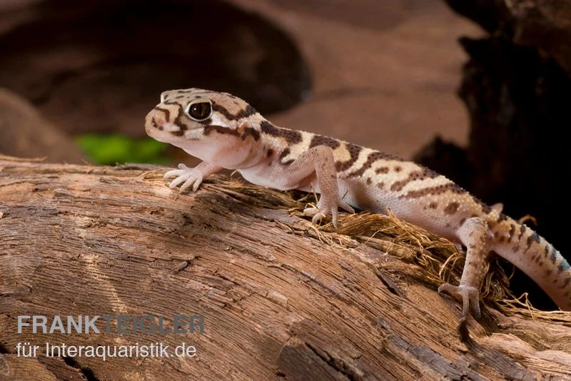 Mittelamerikanischer Krallengecko, Coleonyx mitratus Mittelamerikanischer Krallengecko, Coleonyx Mitratus -Zoofachgeschäft Mittelamerikanischer Krallengecko Coleonyx mitratus 2