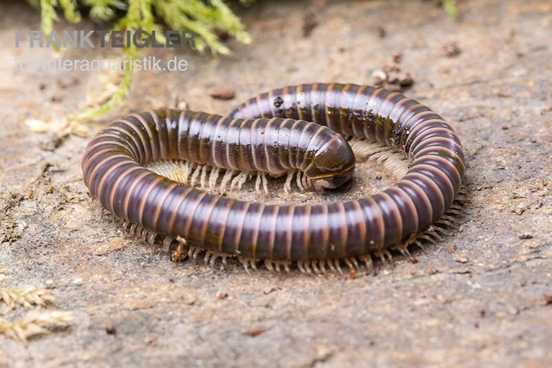 Mrs. Lila-Tausendfüßer, Aulacobolus sp. „Mrs. Lila“ Mrs. Lila-Tausendfüßer, Aulacobolus Sp. „Mrs. Lila“ -Zoofachgeschäft Mrs Lila Tausendfuesser Aulacobolus sp Mrs Lila 2
