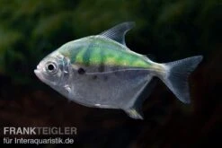 Mühlsteinsalmler, Myleus Setiger -Zoofachgeschäft Muehlsteinsalmler Myleus setiger 2