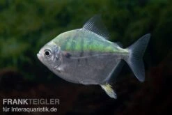 Mühlsteinsalmler, Myleus Setiger -Zoofachgeschäft Muehlsteinsalmler Myleus setiger 4