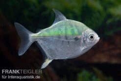 Mühlsteinsalmler, Myleus Setiger -Zoofachgeschäft Muehlsteinsalmler Myleus setiger 5