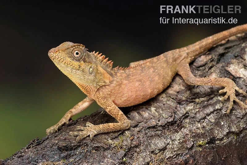 Nackenstachler, Acanthosaura capra Nackenstachler, Acanthosaura Capra -Zoofachgeschäft Nackenstachler Acanthosaura capra 3