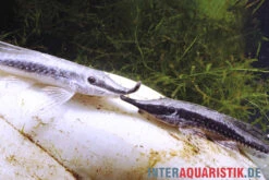 Nadelstreifen-Störwels, Sturisoma Nigrirostrum