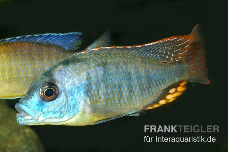 Chrysogaster-Cichlide, Naevochromis chrysogaster Chrysogaster-Cichlide, Naevochromis Chrysogaster -Zoofachgeschäft Naevochromis chrysogaster