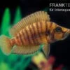 Nanderbuntbarsch Kigoma, Altolamprologus Compressiceps Kigoma 2 Nanderbuntbarsch Kigoma, Altolamprologus Compressiceps Kigoma -Zoofachgeschäft Nanderbuntbarsch Altolamprologus compressiceps Kigoma 5