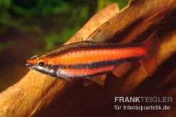 Purpurziersalmler, Nannostomus Mortenthaleri