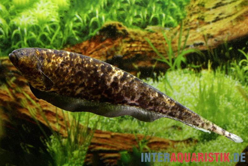 Nebelmesserfisch, Adontosternarchus nebulosus Nebelmesserfisch, Adontosternarchus Nebulosus -Zoofachgeschäft Nebelmesserfisch Adontosternarchus nebulosus 1