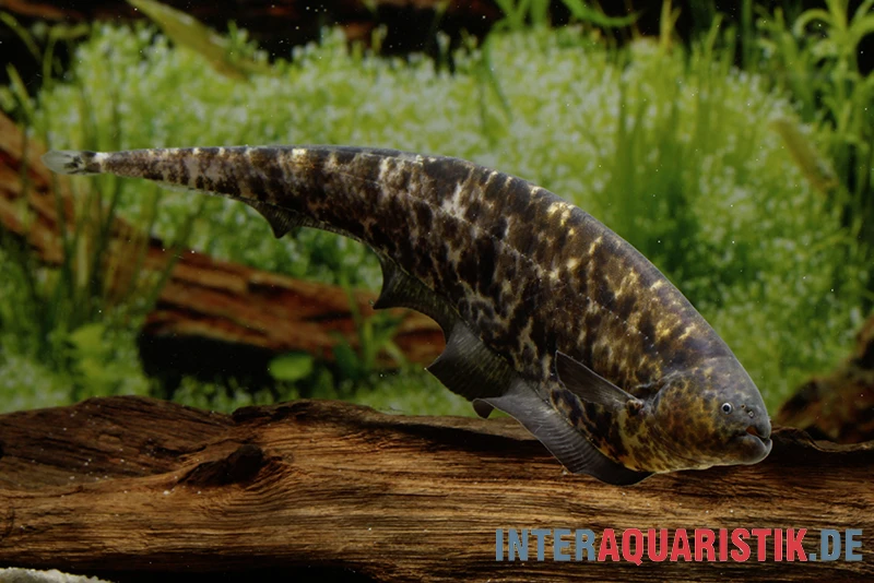 Nebelmesserfisch, Adontosternarchus nebulosus Nebelmesserfisch, Adontosternarchus Nebulosus -Zoofachgeschäft Nebelmesserfisch Adontosternarchus nebulosus 2