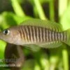 Gestreifter Schneckenbuntbarsch, Neolamprologus Multifsciatus, DNZ -Zoofachgeschäft Neolamprologus multifasciatus