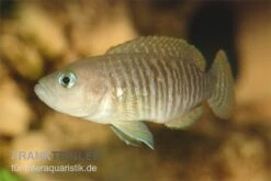 Gestreifter Schneckenbuntbarsch, Neolamprologus Multifsciatus, DNZ -Zoofachgeschäft Neolamprologus multifasciatus gestreifter schnecken