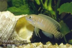 Gestreifter Schneckenbuntbarsch, Neolamprologus Multifsciatus, DNZ -Zoofachgeschäft Neolamprologus multifasciatus vielgestreifter schne