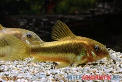 "Neon Gold Stripe"-Panzerwels, Corydoras Sp. "Neon Gold Stripe" (CW10) -Zoofachgeschäft Neon Gold Stripe Panzerwels Corydoras sp Neon Gold Stripe CW10 1