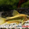 "Neon Gold Stripe"-Panzerwels, Corydoras Sp. "Neon Gold Stripe" (CW10) -Zoofachgeschäft Neon Gold Stripe Panzerwels Corydoras sp Neon Gold Stripe CW10 2