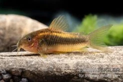 "Neon Gold Stripe"-Panzerwels, Corydoras Sp. "Neon Gold Stripe" (CW10) -Zoofachgeschäft Neon Gold Stripe Panzerwels Corydoras sp Neon Gold Stripe CW10 neu 2
