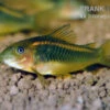 "Neon Red Stripe"-Panzerwels, Corydoras Sp. "Neon Red Stripe" (CW23) 1 "Neon Red Stripe"-Panzerwels, Corydoras Sp. "Neon Red Stripe" (CW23) -Zoofachgeschäft Neon Red Stripe Panzerwels Corydoras sp Neon Red Stripe CW23