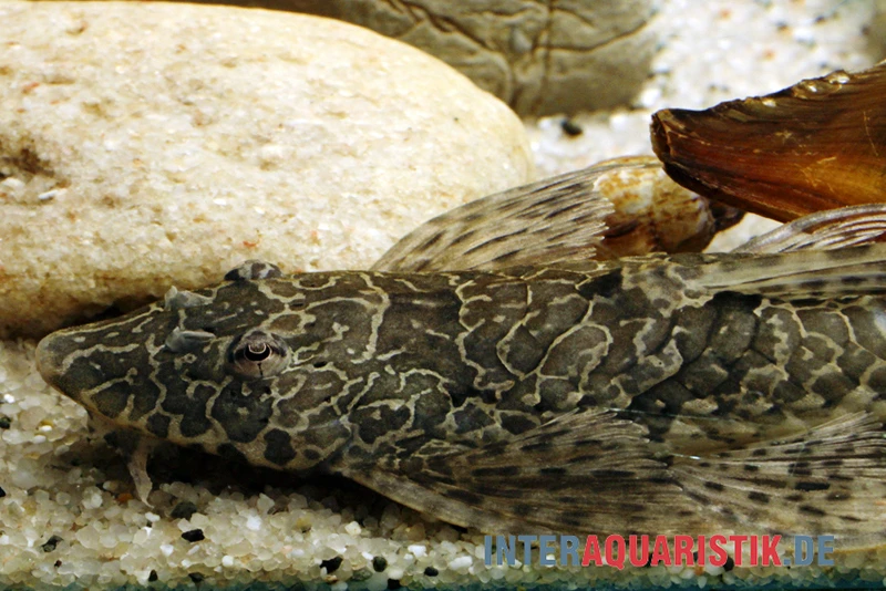 Netzmusterhexenwels, Hemiloricaria teffeana Netzmusterhexenwels, Hemiloricaria Teffeana -Zoofachgeschäft Netzmusterhexenwels Hemiloricaria teffeana 1