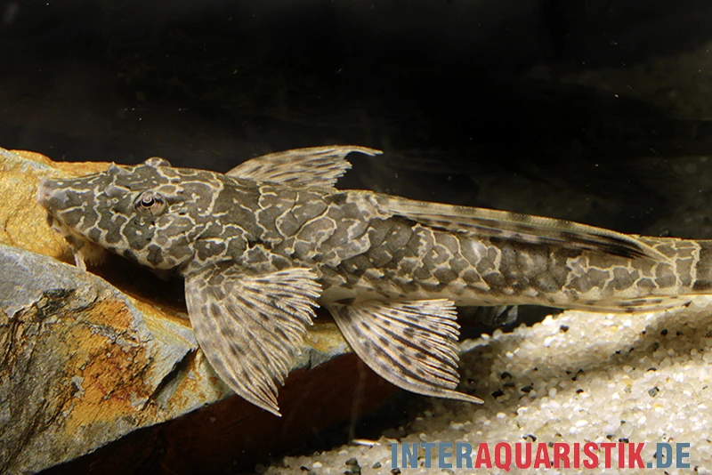 Netzmusterhexenwels, Hemiloricaria teffeana Netzmusterhexenwels, Hemiloricaria Teffeana -Zoofachgeschäft Netzmusterhexenwels Hemiloricaria teffeana 2