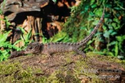 Neuguinea-Helmskink, Tribolonotus Novaeguineae -Zoofachgeschäft Neuguinea Helmskink Tribolonotus novaeguineae